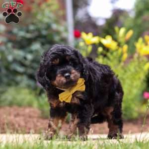 Alex, Cavapoo Puppy
